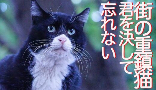 伝説の重鎮猫、最強の護り猫になる The second anniversary of legendary boss-cat Yongo's death