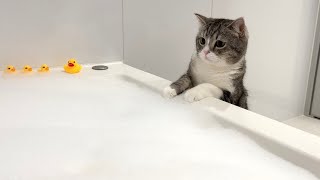 お風呂が泡まみれになってたときの猫の反応がかわいすぎたwww
