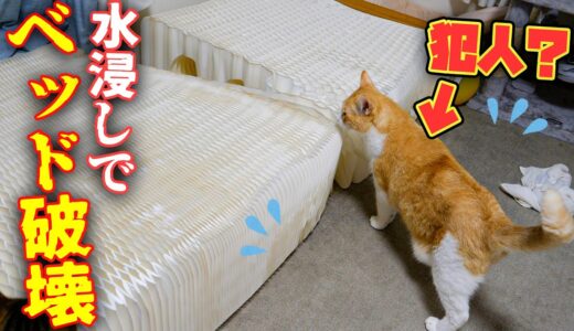 【緊急事態】気づいたら猫達の部屋がオシッコで水浸しなってると思いきや…