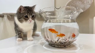 猫が生まれて初めて金魚を見たらとんでもない行動に出ました…