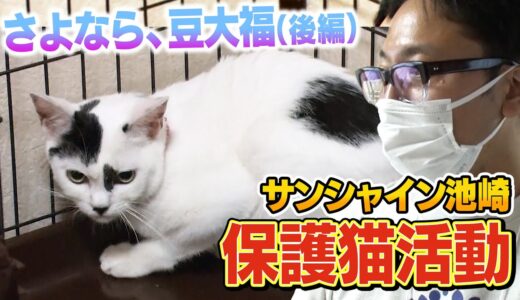 【保護猫活動】サンシャイン池崎と保護猫豆ちゃん【ついに譲渡会！後編】
