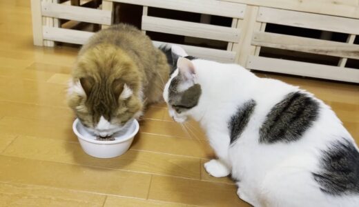 食べへんくせに違う猫が食べてたら美味しそうに見えてしまう猫