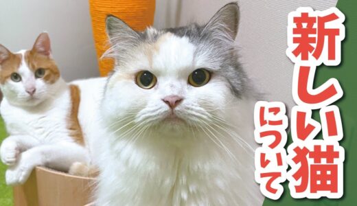 【ご報告】今後の猫の迎え入れについて【関西弁でしゃべる猫】