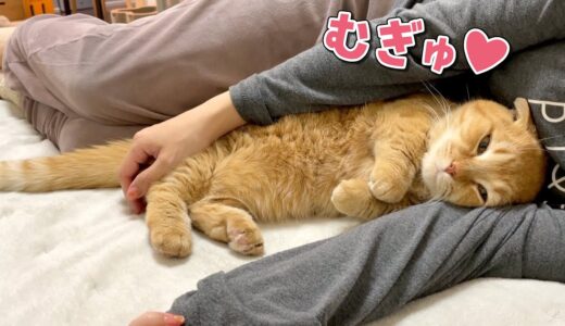 もこもこ布団にとろけた愛猫を抱き枕にしました！