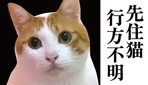 また先住猫が行方不明になりました【関西弁でしゃべる猫】