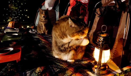 ナイトハロウィンキャンプとねこ。-Night Halloween Camp and Cats.-