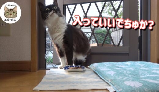 【野良猫食堂】可愛い野良猫がキッチンから侵入！？