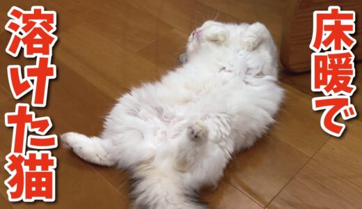 今年初めて床暖房をつけたら猫が秒で溶けてしまいました【関西弁でしゃべる猫】