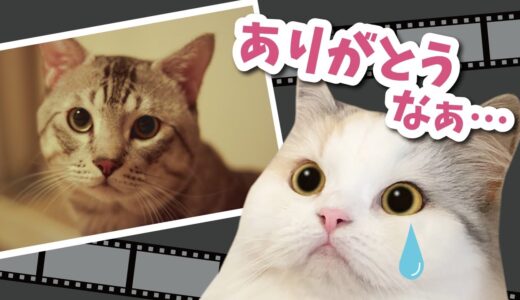 癌で亡くなった先代猫ちゃん…本当にありがとうね【関西弁でしゃべる猫】