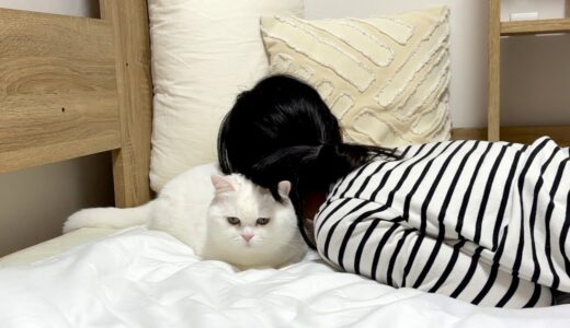 疲れすぎたので猫を枕にしたら渋い顔をされました…笑