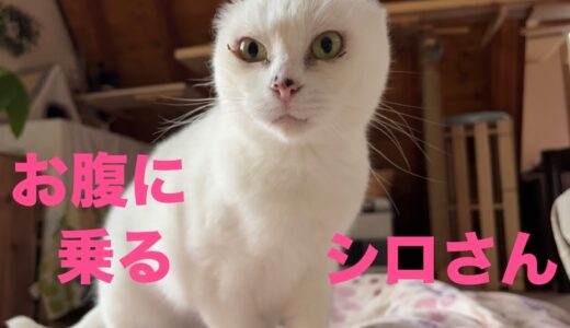 【177】画面漬けの現代の子育てにこそ保護犬猫との暮らしを☆お腹の上のシロさんを見上げたら美人だった❤︎