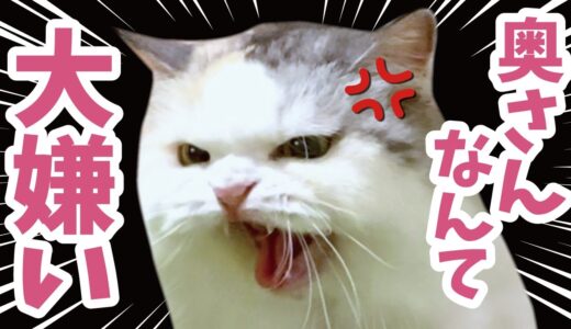 【超悲報】ついに奥さんが飼い猫に嫌われてしまいました【関西弁でしゃべる猫】