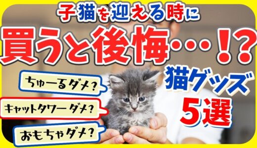 【お迎え前に猫グッズを買い過ぎた人の末路…!!】買うと後悔する猫用品5選！