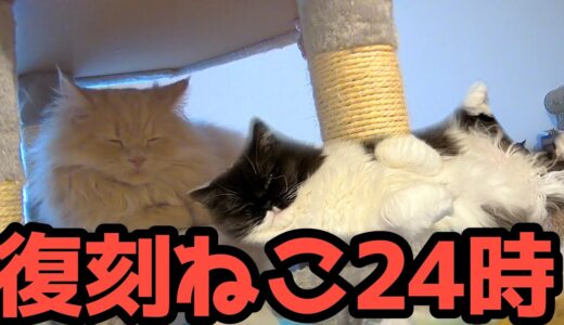【復刻ねこ24時】お猫さま見守り配信２４じ！！