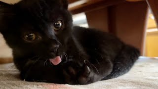長楽寺に慣れてくれた黒猫の仔猫の仕草が可愛かった