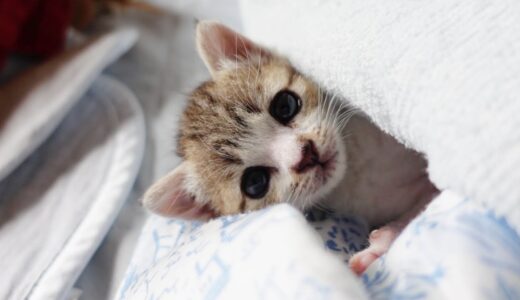 初めての添い寝で布団に入ってきちゃった子猫