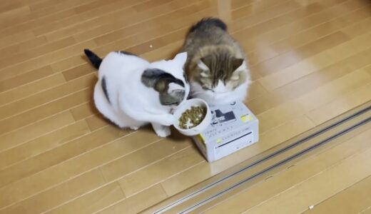 豆大福が散らかしたご飯の後片付けを手伝ってくれるお利口さんな猫