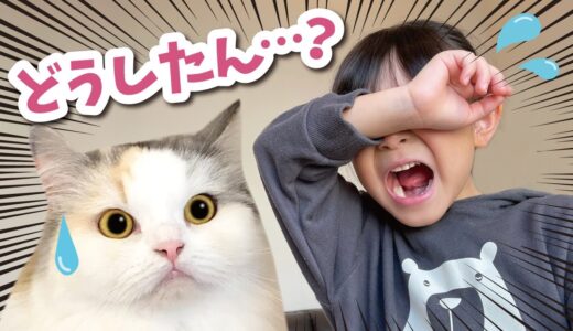 4歳の娘が大型エアー遊具で怪我をしてしまいました…【関西弁でしゃべる猫】