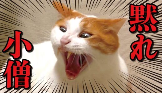 完全にもののけ姫のアレと一致する猫が発見されました【関西弁でしゃべる猫】