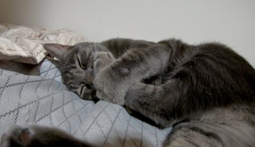 寝る前の指チュパが止まらない猫が可愛すぎる