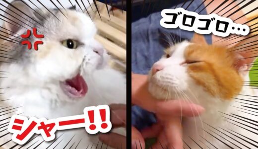 【事故】生配信中にまさかの猫からマジギレ「シャー！」をいただきました…【関西弁でしゃべる猫】