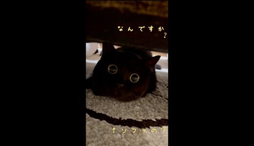 満月みたいにまん丸な目で見つめてくれる黒猫