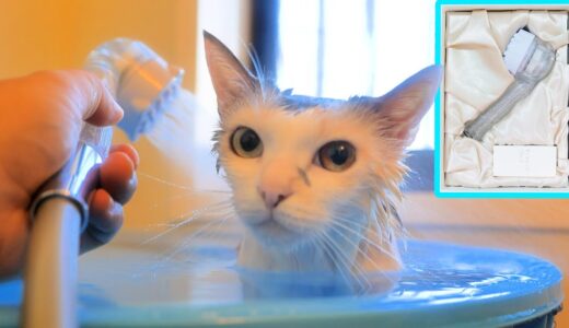 サイエンスミラブルプラスのウルトラファインバブルで猫を洗ったらScience beautiful catになった！【ミラブルplusでネコ吉シャンプー】