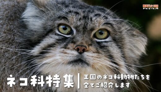 【ネコ科特集】王国のネコ科動物たちをご紹介