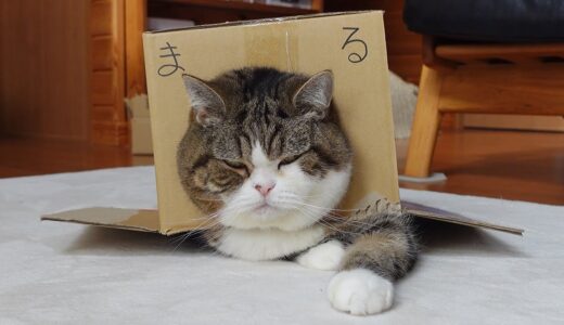 大人気の”まる箱”とねこ。-Very popular Maru Box and Cats.-