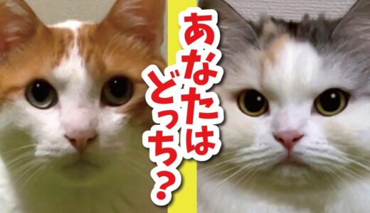 【検証】利き手を調べる方法を試してみました【関西弁でしゃべる猫】
