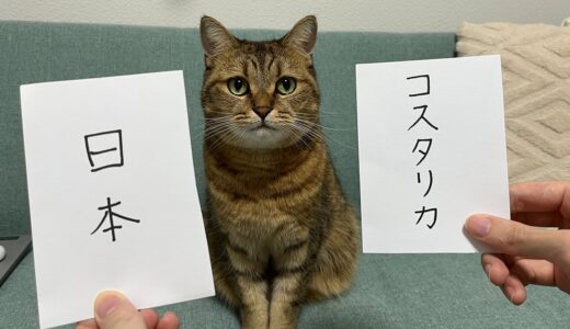 【W杯】日本VSコスタリカの勝敗予想を猫にしてもらった結果…