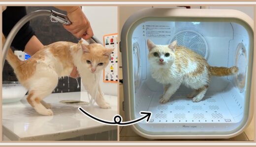【悲報】風呂あがりの猫を乾燥機に閉じこめると…こうなります