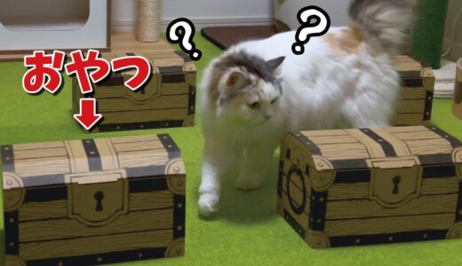 宝箱チャレンジをする猫【関西弁でしゃべる猫】