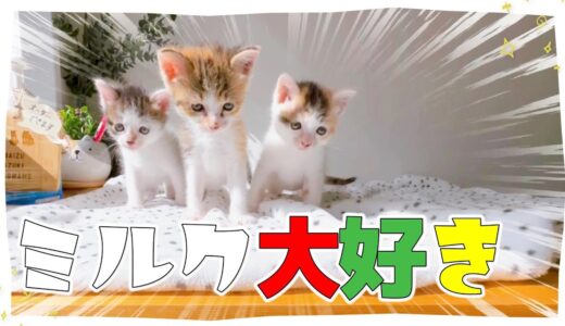 【子猫のミルク】ミルク三昧のふわふわもこもこもふもふ【保護猫生活22日目】