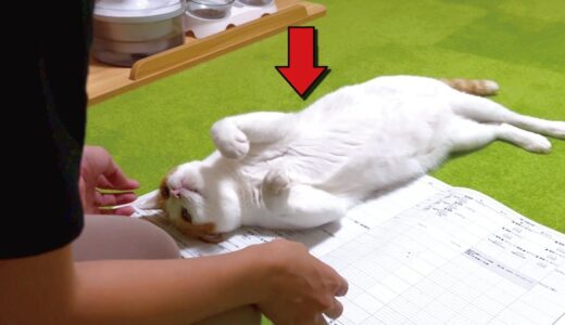 紙を広げると死ぬほど邪魔してくる先住猫が可愛くてたまりません【関西弁でしゃべる猫】