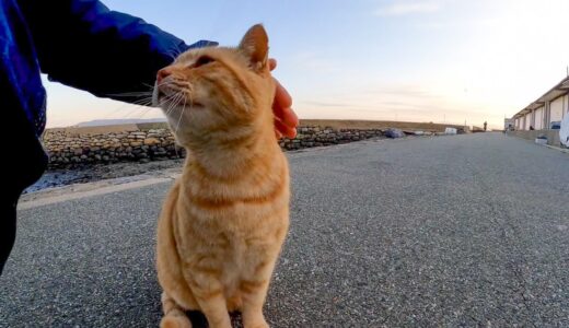 【Cat island】道端で膝の上に乗ってくる猫【猫島】