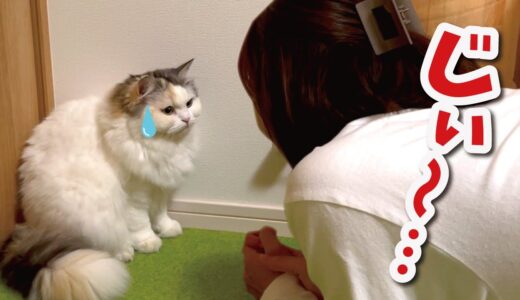 猫と１０秒目が合うと信頼されてるという噂の真相について【関西弁でしゃべる猫】