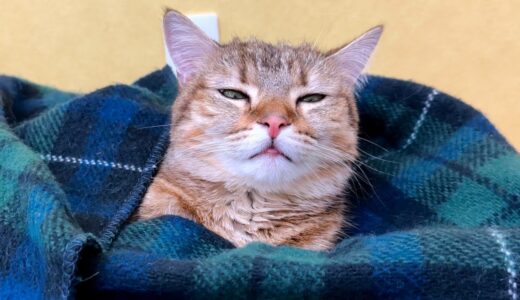 猫を電気毛布で包んだら活動停止しました…笑