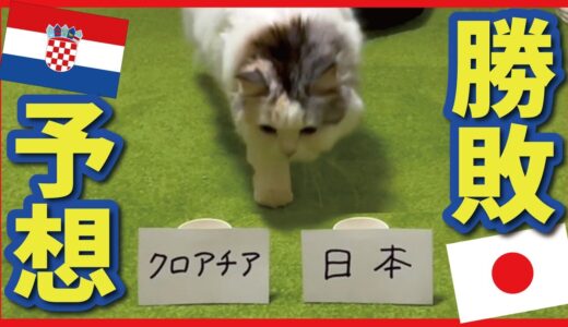 【日本 vs クロアチア】W杯の結果を猫に予想してもらいました【関西弁でしゃべる猫】