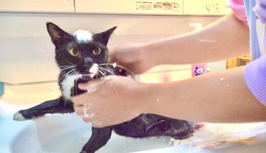 猫をお風呂に入れたら１番暴れて大変すぎました