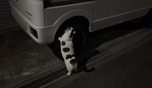 深夜、車に乗りたいと「ニャーニャー」騒ぐ近所迷惑な猫