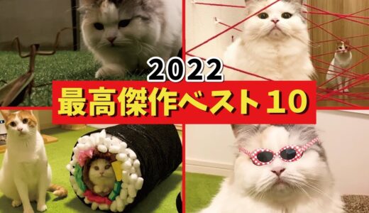 【爆笑】今年最高に面白かった傑作動画ベスト１０【関西弁でしゃべる猫】