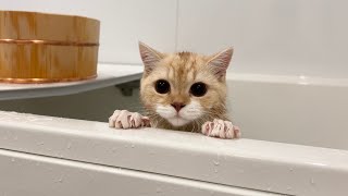 子猫を初めてお風呂に入れてみたらまさかすぎる展開になりました…笑