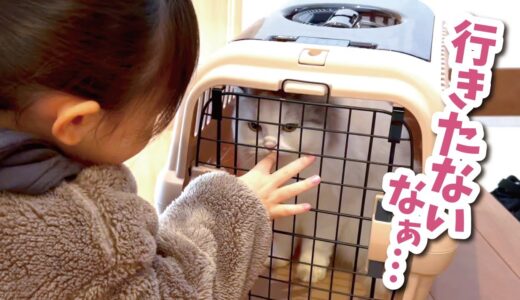 動物病院に連行される猫を励ます5歳の娘【関西弁でしゃべる猫】