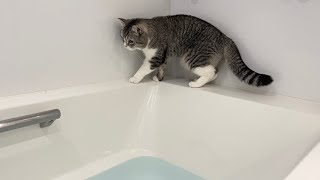浴槽の縁を歩いてたら行き止まりになっちゃった猫がこうなりました…