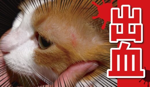 【ヤメテ…】先住猫の自傷行為が止まりません…【関西弁でしゃべる猫】