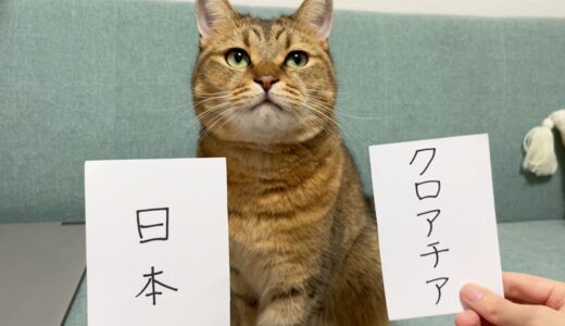 【W杯】日本VSクロアチアの勝敗予想を猫にしてもらった結果…