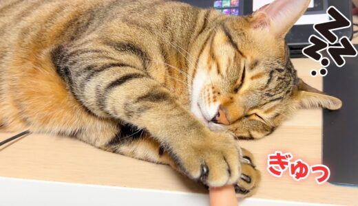 飼い主の指を掴んだまま寝落ちしてしまう猫