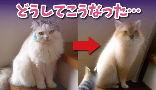 話題のAIイラストメーカーで猫を変換したらとんでもない事になりました笑【関西弁でしゃべる猫】