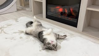 寒がりな猫に暖炉をプレゼントしたら秒でこうなりましたw